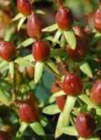 Hypericum Harvest Chocolate